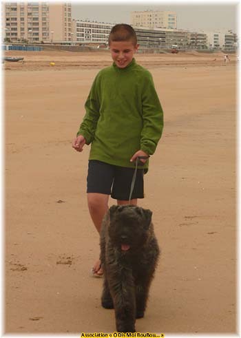 Bouvier des Flandres Association &Ocirc; Dis Moi BouBou